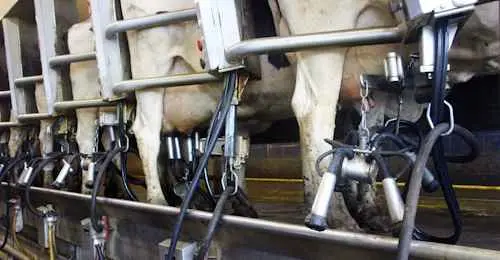 Milking Machines Automation Systems of RCS-Co Solution