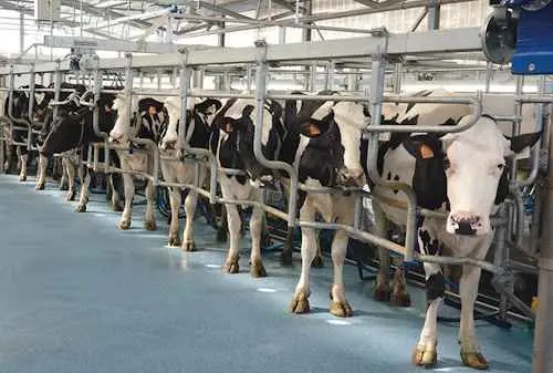 Milking automation project a dairy solution of RCS-Co